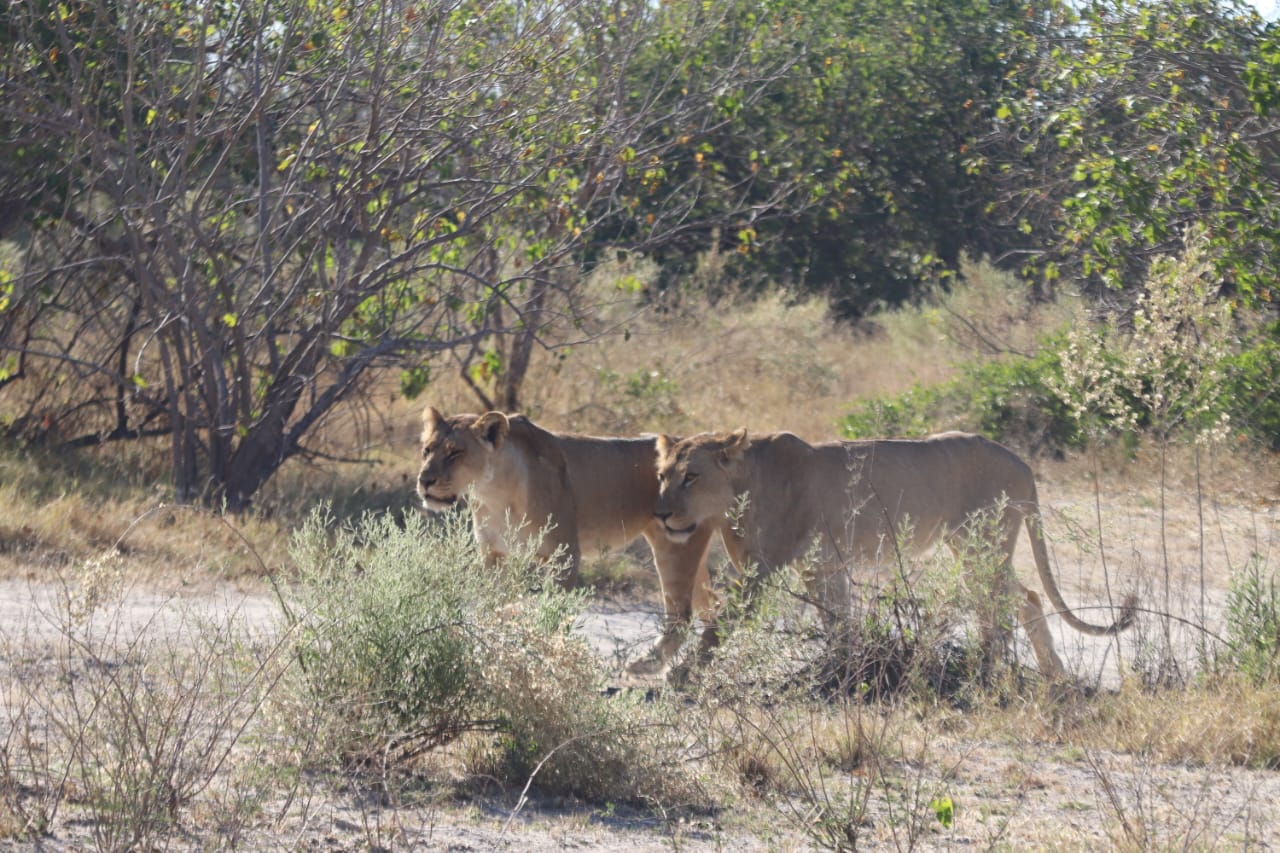 Botswana wilderness experience