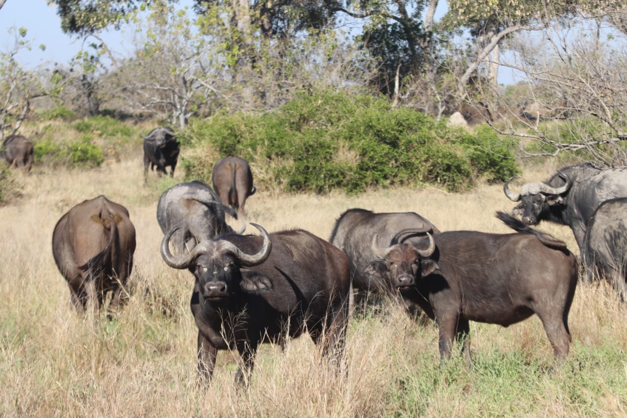 Safari experience in Botswana