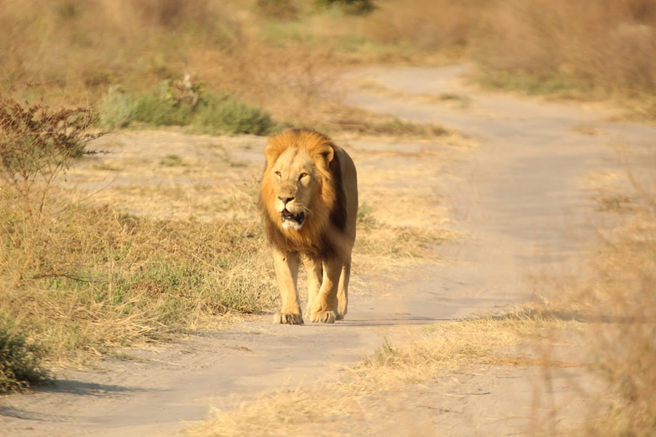 Safari experience in Botswana