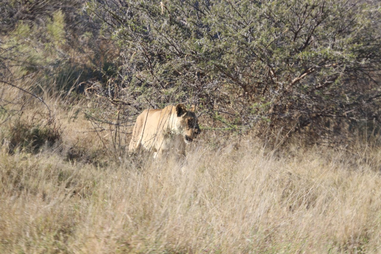 Wildlife experience in Botswana