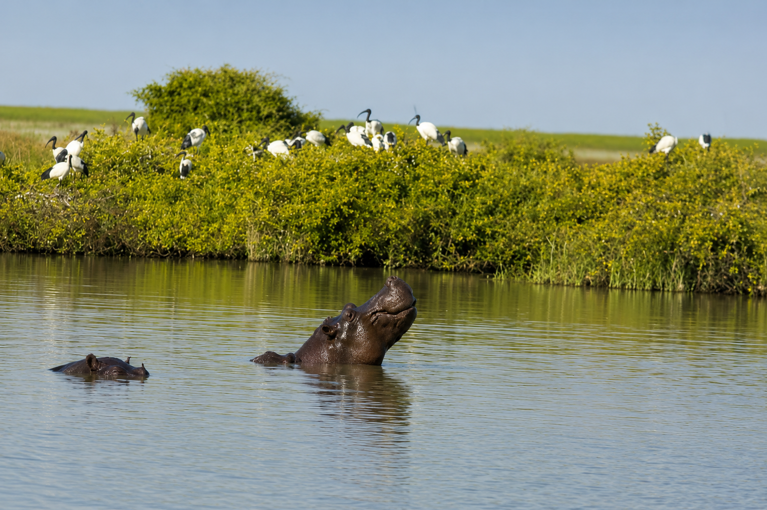 Boat cruise in the Okavango Delta