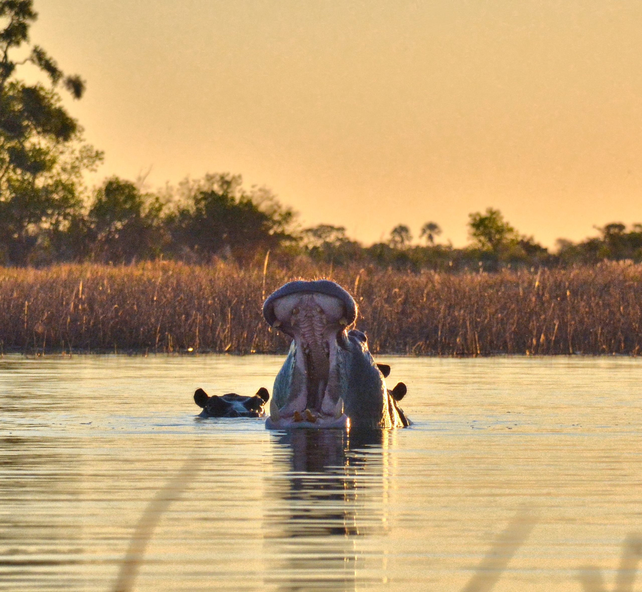 Safari experience in Botswana